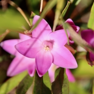 Crowea exalata at Moruya, NSW - suppressed