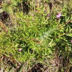 Crowea exalata at Moruya, NSW - suppressed