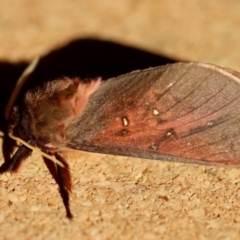Oxycanus (genus) (Unidentified Oxycanus moths) at Moruya, NSW - 23 Jun 2023 by LisaH