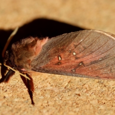 Unidentified Swift and Ghost moth (Hepialidae) at Moruya, NSW - 23 Jun 2023 by LisaH
