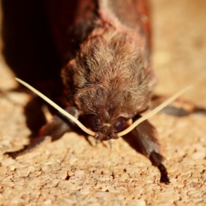 Oxycanus (genus) at Broulee Moruya Nature Observation Area - suppressed