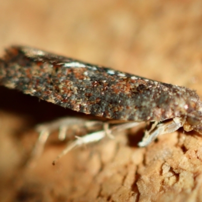 Isochorista (genus) (A Tortricid moth) at Moruya, NSW - 23 Jun 2023 by LisaH