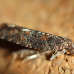 Isochorista (genus) at Broulee Moruya Nature Observation Area - 23 Jun 2023