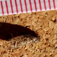 Isochorista (genus) at Broulee Moruya Nature Observation Area - suppressed