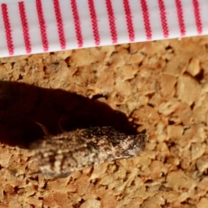Isochorista (genus) at Broulee Moruya Nature Observation Area - 23 Jun 2023