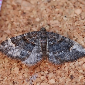 Epyaxa sodaliata at Moruya, NSW - suppressed