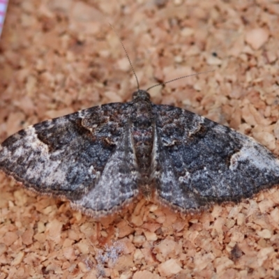 Unidentified Geometer moth (Geometridae) at Moruya, NSW - 23 Jun 2023 by LisaH