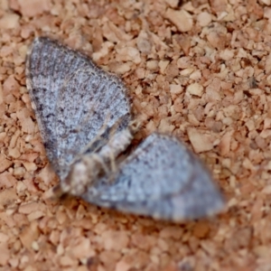 Epyaxa sodaliata at Moruya, NSW - suppressed