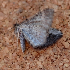 Epyaxa sodaliata at Moruya, NSW - suppressed