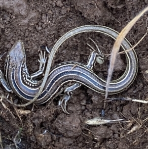 Ctenotus robustus at Fentons Creek, VIC - 23 Jun 2023