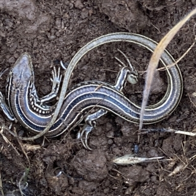 Ctenotus robustus (Robust Striped-skink) at Suttons Dam - 23 Jun 2023 by KL