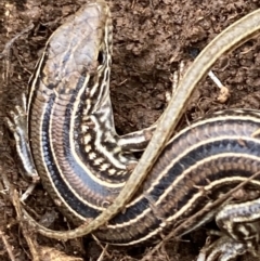 Ctenotus robustus at Fentons Creek, VIC - 23 Jun 2023