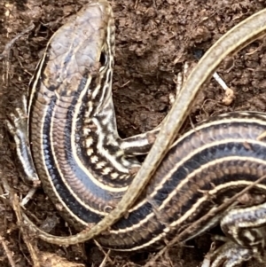 Ctenotus robustus at Fentons Creek, VIC - 23 Jun 2023