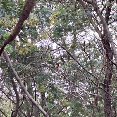 Petroica boodang (Scarlet Robin) at Hall, ACT - 22 Jun 2023 by Rosie