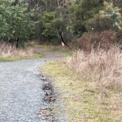 Pyrrholaemus sagittatus (Speckled Warbler) at Hall, ACT - 22 Jun 2023 by Rosie