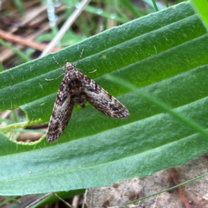 Epyaxa sodaliata at Hall, ACT - 22 Jun 2023 02:10 PM