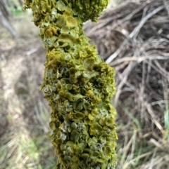 Xanthoria sp. at Murrumbateman, NSW - 23 Jun 2023 by SimoneC