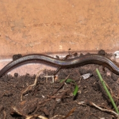 Unidentified Skink at Wellington Point, QLD - 22 Jun 2023 by TimL