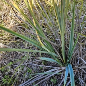Dianella sp. aff. longifolia (Benambra) at Molonglo Valley, ACT - 20 Jun 2023