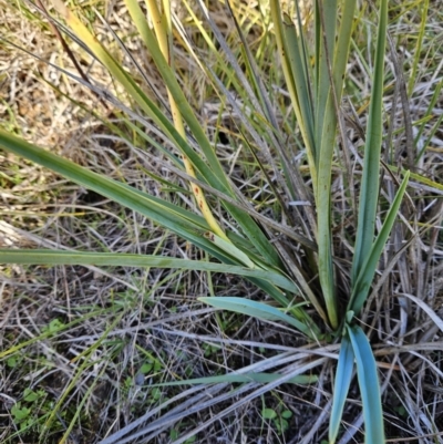 Dianella sp. aff. longifolia (Benambra) (Pale Flax Lily, Blue Flax Lily) at Molonglo Valley, ACT - 20 Jun 2023 by sangio7