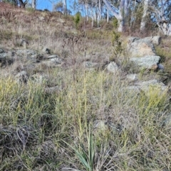 Dianella sp. aff. longifolia (Benambra) at Molonglo Valley, ACT - 20 Jun 2023