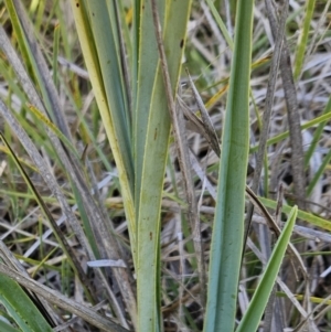 Dianella sp. aff. longifolia (Benambra) at Molonglo Valley, ACT - 20 Jun 2023