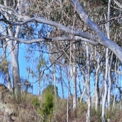 Dianella sp. aff. longifolia (Benambra) at Molonglo Valley, ACT - 20 Jun 2023