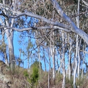 Dianella sp. aff. longifolia (Benambra) at Molonglo Valley, ACT - 20 Jun 2023