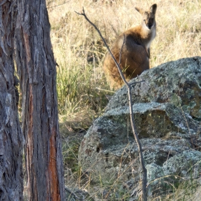 Notamacropus rufogriseus (Red-necked Wallaby) at The Pinnacle - 20 Jun 2023 by sangio7