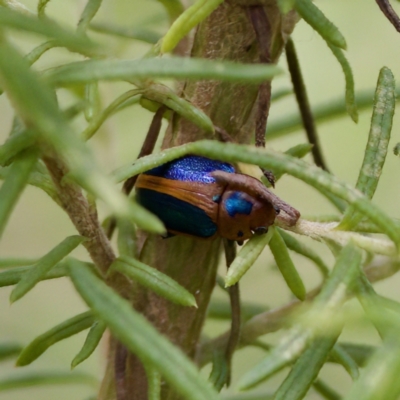 Calomela curtisi (Acacia leaf beetle) at Namadgi National Park - 29 Dec 2022 by KorinneM