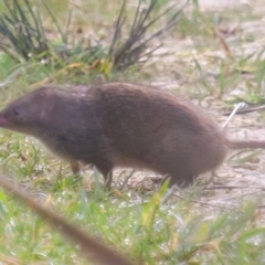 Antechinus minimus (Swamp Antechinus) at Wye, SA - 22 Jun 2023 by Feathers