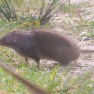 Antechinus minimus at Wye, SA - 23 Jun 2023