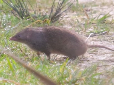 Antechinus minimus (Swamp Antechinus) at Wye, SA - 22 Jun 2023 by Feathers