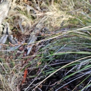 Lepidosperma laterale at Molonglo Valley, ACT - 20 Jun 2023