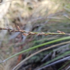 Lepidosperma laterale at Molonglo Valley, ACT - 20 Jun 2023 02:13 PM