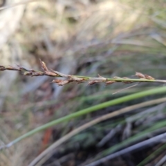 Lepidosperma laterale at Molonglo Valley, ACT - 20 Jun 2023