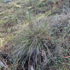 Lepidosperma laterale at Molonglo Valley, ACT - 20 Jun 2023