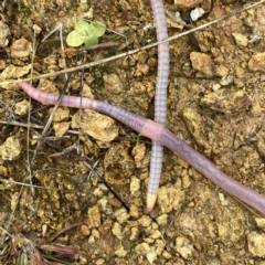 Oligochaeta (class) (Unidentified earthworm) at Wandiyali-Environa Conservation Area - 22 Jun 2023 by Wandiyali