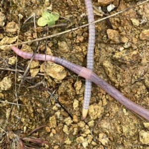 Oligochaeta (class) at Googong, NSW - 23 Jun 2023