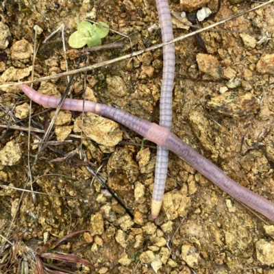 Oligochaeta (class) (Unidentified earthworm) at Googong, NSW - 23 Jun 2023 by Wandiyali