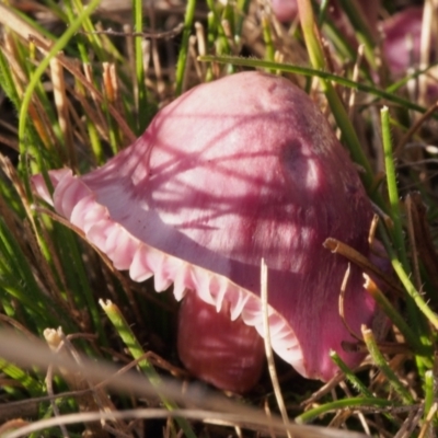 Hygrocybe sp. (Hygrocybe) at Mount Taylor - 20 Jun 2023 by BarrieR