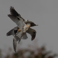 Elanus axillaris (Black-shouldered Kite) at Molonglo Valley, ACT - 24 Jun 2023 by rawshorty