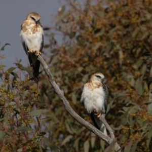 Elanus axillaris at Molonglo Valley, ACT - 24 Jun 2023