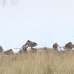 Stictonetta naevosa (Freckled Duck) at Lake George, NSW - 24 Jun 2023 by BenW