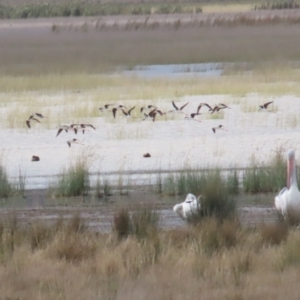 Himantopus leucocephalus at Lake George, NSW - 24 Jun 2023