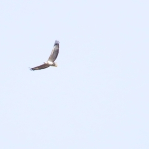 Haliaeetus leucogaster at Lake George, NSW - 24 Jun 2023