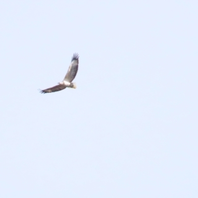 Haliaeetus leucogaster (White-bellied Sea-Eagle) at Lake George, NSW - 24 Jun 2023 by BenW