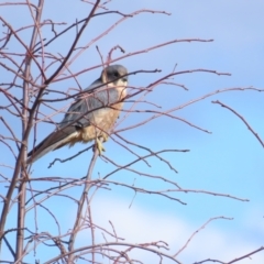 Falco longipennis (Australian Hobby) at National Arboretum Forests - 24 Jun 2023 by TomW