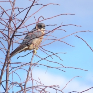 Falco longipennis at Molonglo Valley, ACT - 24 Jun 2023