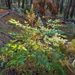 Nandina domestica (Sacred Bamboo) at Isaacs, ACT - 24 Jun 2023 by Mike